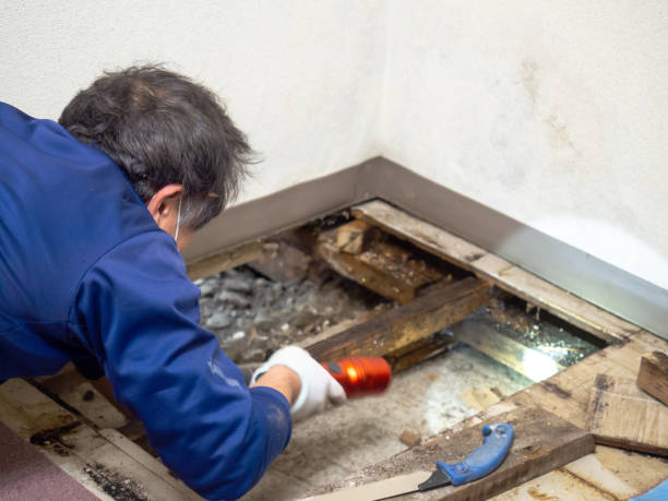 Trusted Aliso Viejo, CA Mold Remediation Experts