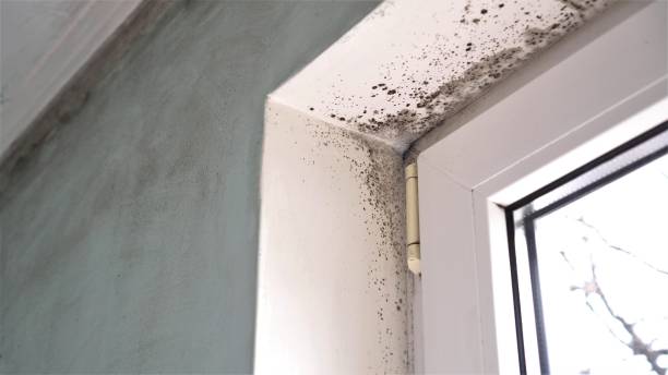 Best Insurance-Related Mold Remediation in Aliso Viejo, CA