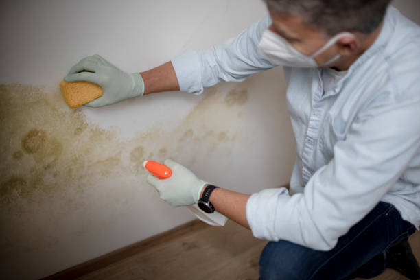Best Black Mold Remediation in Aliso Viejo, CA