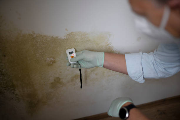 Best Health and Safety Mold Remediation in Aliso Viejo, CA