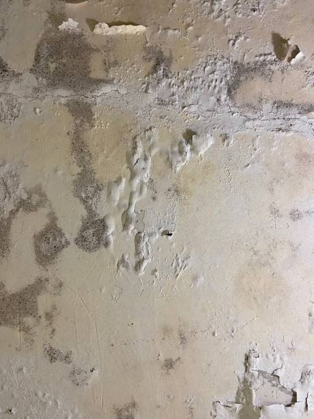 Best Kitchen Mold Remediation in Aliso Viejo, CA
