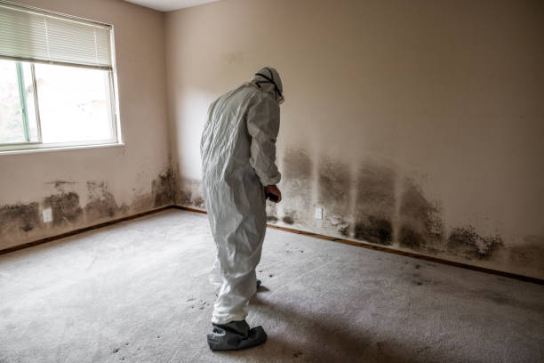 Best Bathroom Mold Remediation in Aliso Viejo, CA