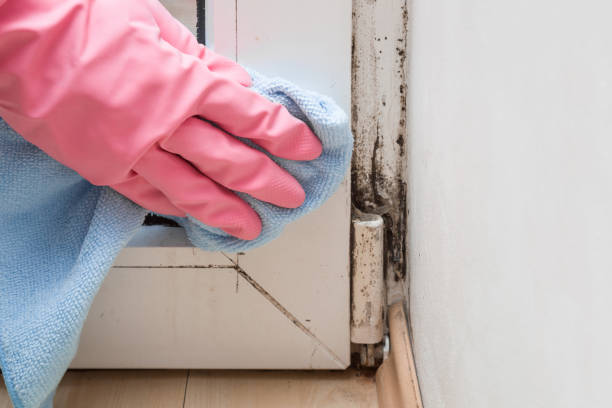Best Industrial Mold Remediation in Aliso Viejo, CA